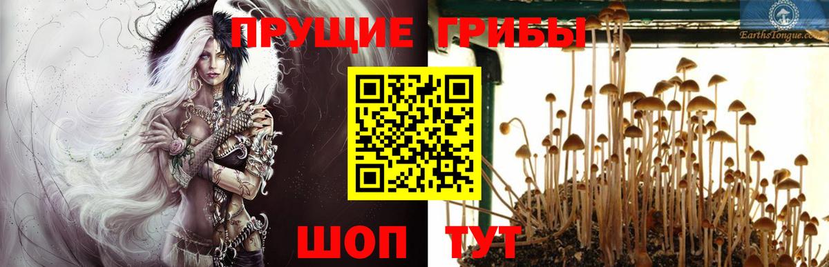Кудрово  Галлюциногенные грибы мицелий  Вход с VPN  где можно купить наркотик  Псилоцибиновые грибы Psilocybe 